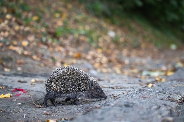 女子职业篮球联盟季前赛开战，各队积极备战